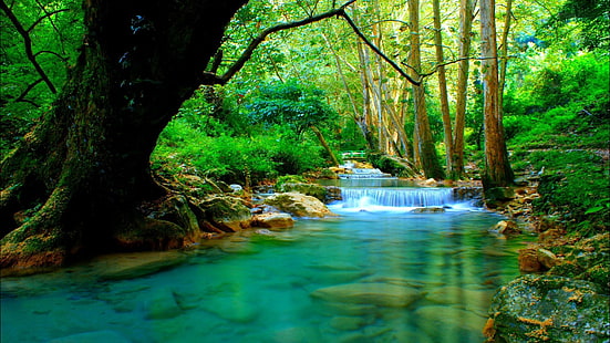 แม่น้ำป่าที่มีน้ำตกน้ำสีเขียวขุ่นต้นไม้หิน Desktop Wallpaper HD สำหรับโทรศัพท์มือถือและแล็ปท็อป 5120 × 2880, วอลล์เปเปอร์ HD HD wallpaper