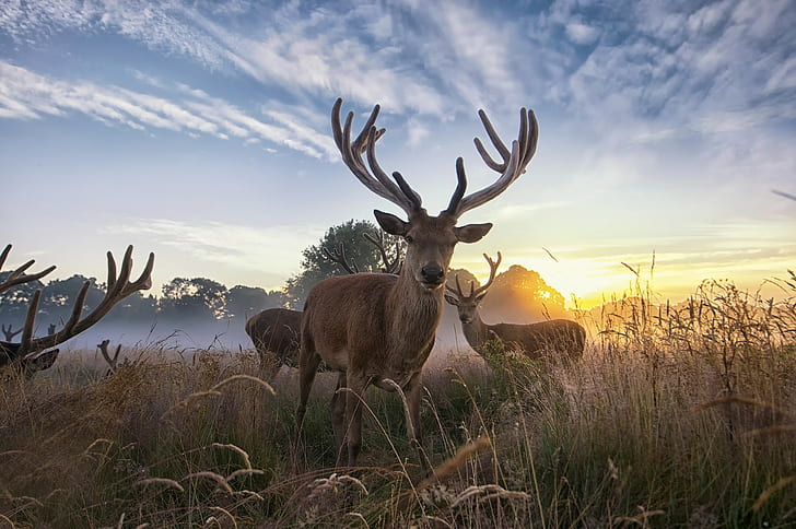 Deer wildlife, deer, dawn, wildlife, HD wallpaper