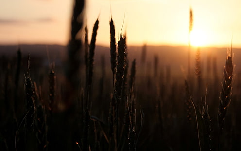 wheat, field, the sky, the sun, macro, sunset, nature, background, widescreen, Wallpaper, rye, spikelets, ears, spike, full screen, HD wallpapers, fullscreen, HD wallpaper HD wallpaper