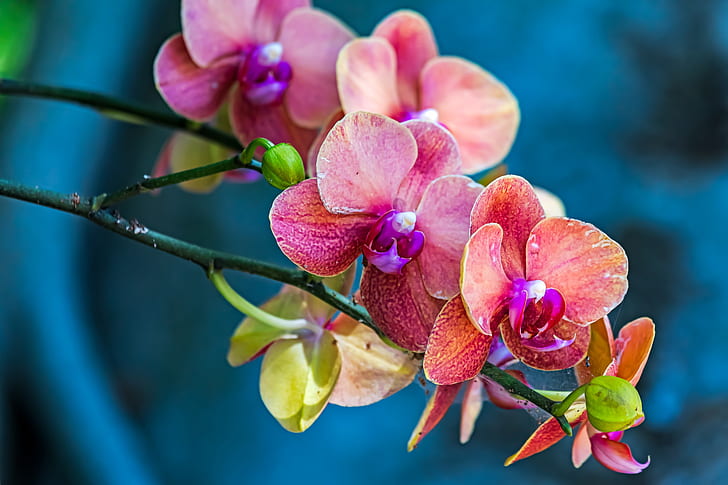 macro, fond, branche, orchidée, Phalaenopsis, Fond d'écran HD