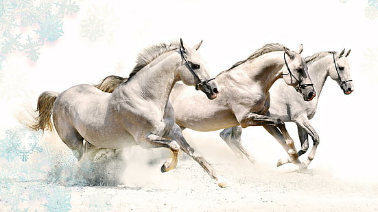 Weiße Pferde, wild, Pferd, Tier, Tiere, HD-Hintergrundbild HD wallpaper
