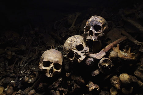 three gray skulls, skull, HD wallpaper HD wallpaper
