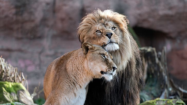 look, love, Leo, pair, weasel, lions, a couple, lioness, Duo, relationship, muzzle, women's happiness would be cute next, HD wallpaper