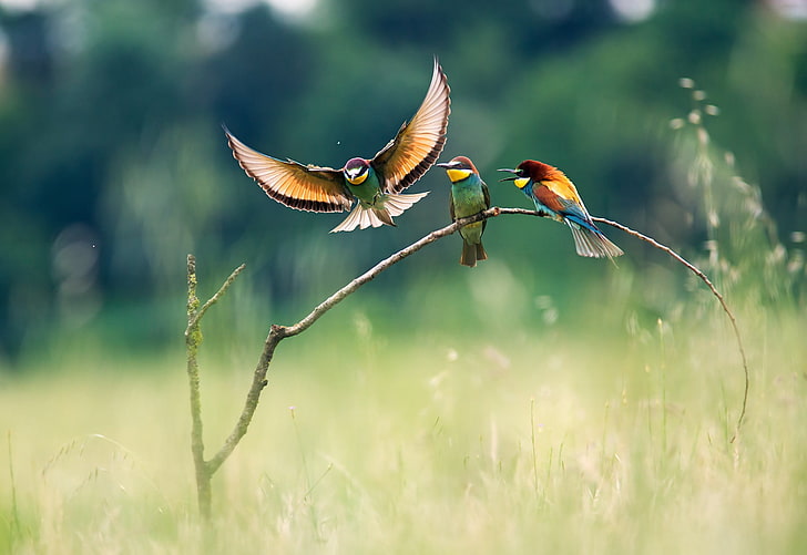 shallow focus photography of three multicolored birds, landscape, nature, birds, bee-eaters, HD wallpaper