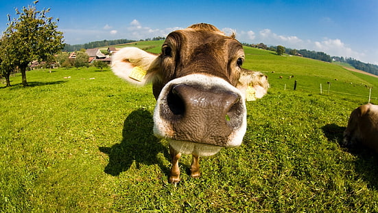 białe zwierzę, krowa, zwierzęta, Tapety HD HD wallpaper
