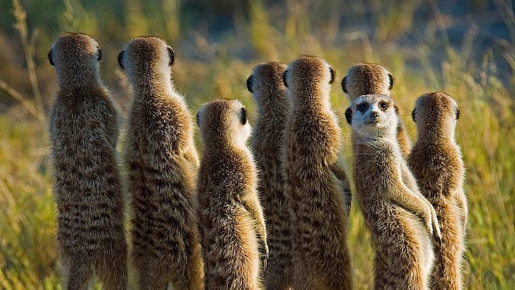 meerkats, animals, Africa, mammals, HD wallpaper