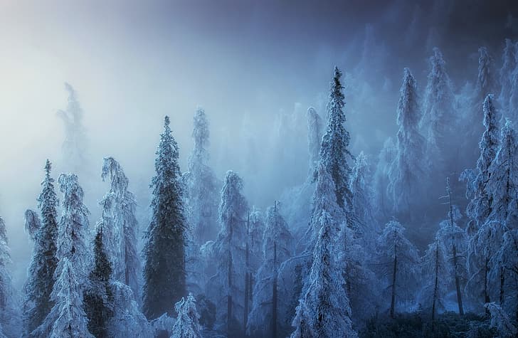 winter, forest, fog, HD wallpaper