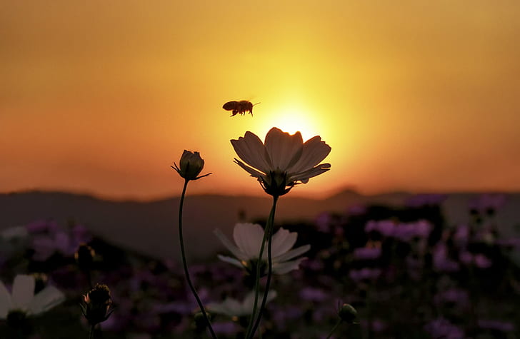 bee flying on top of white flowers during sunset, bee, sunset, on top, white, e-pl5, flower, cosmos, nature, summer, plant, outdoors, beauty In Nature, meadow, sunlight, HD wallpaper