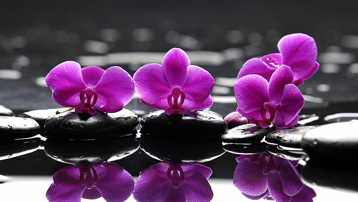 purple orchids, orchid, flower, bright, rocks, water, HD wallpaper