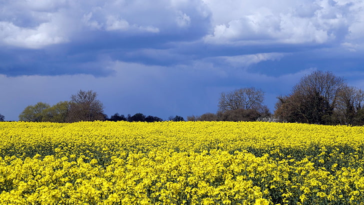 blue, bluesky, farm, field, sky, yellow, HD wallpaper