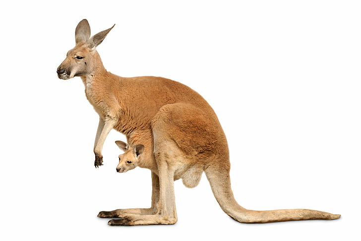 kangaroo, Marsupial, HD wallpaper