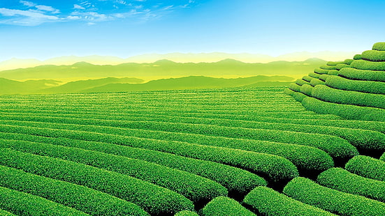 campo verde, plantas, chá, paisagem, HD papel de parede HD wallpaper