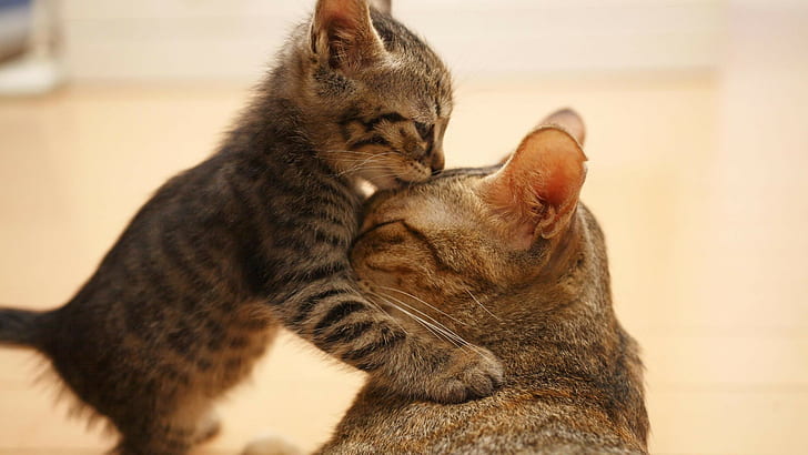 Cat Kitten Hug Kiss HD, animals, cat, kitten, kiss, hug, HD wallpaper