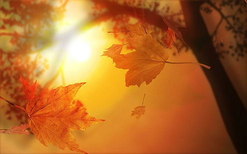 3d Sonbahar Leaves.jpg, yapraklar, düşen doğa, 3d ve soyut, HD masaüstü duvar kağıdı HD wallpaper