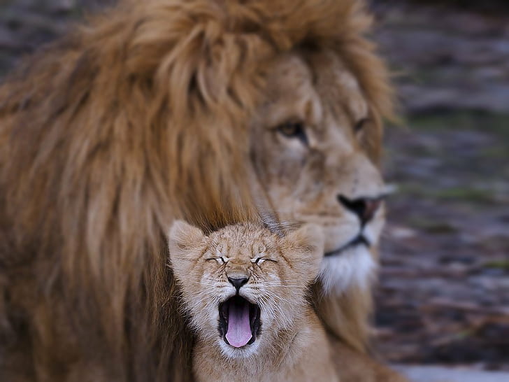 Africa, animals, Cub, Dad, family, Father, kids, lion, predators, son, Wilds, HD wallpaper