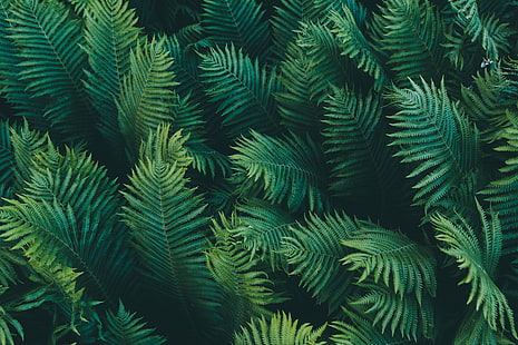 hojas verdes, hojas, macro, ramas, naturaleza, helecho, fondo verde, Fondo de pantalla HD HD wallpaper