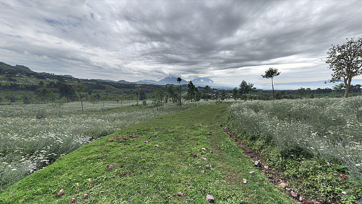 landscape, Africa, Rwanda, grass, nature, trees, white sky, HD wallpaper