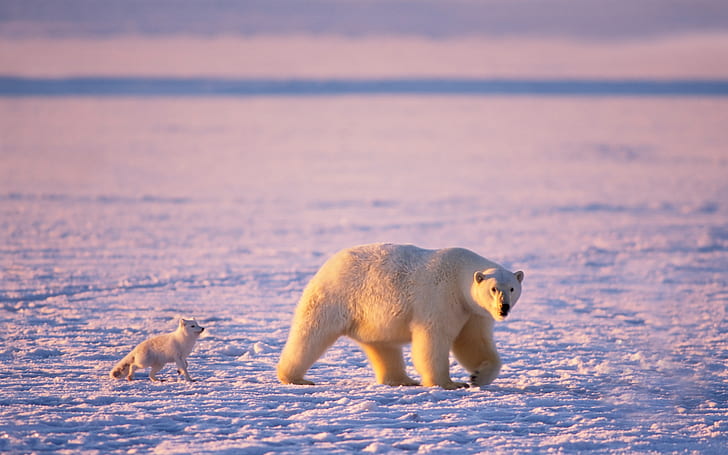 Арктика, песец, белые медведи, HD обои