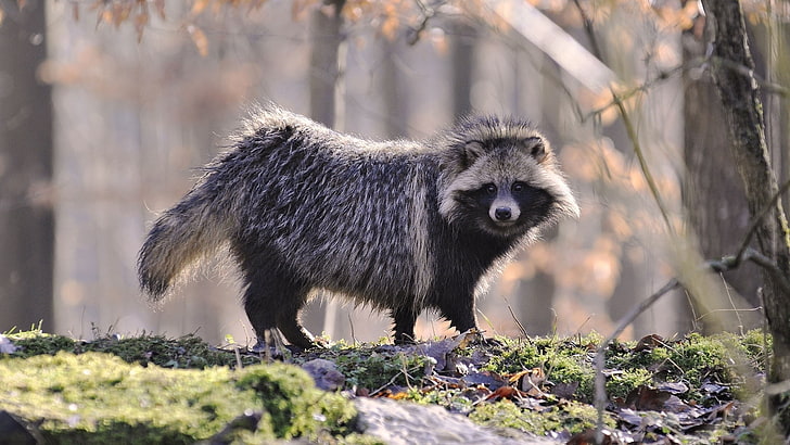 black and gray raccoon, raccoon, fur, wood, honey, autumn, HD wallpaper