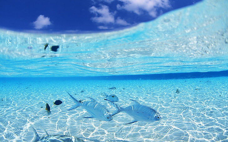 piscina acima do solo branca e azul, peixe, animais, natureza, mar, HD papel de parede