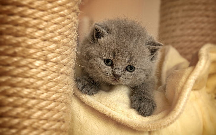 Gray furry kitten, grey long fur kitten, gray, furry, kitten, HD wallpaper