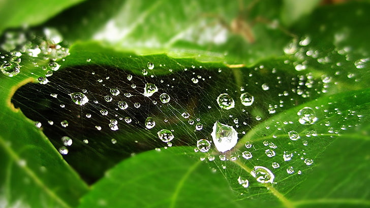 ธรรมชาติสีเขียวหยดน้ำใบไม้รายละเอียดแมโครใยแมงมุม, วอลล์เปเปอร์ HD