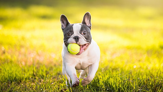 race de chien, chien, herbe, jouer, balle de tennis, bouledogue français, pelouse, Fond d'écran HD HD wallpaper