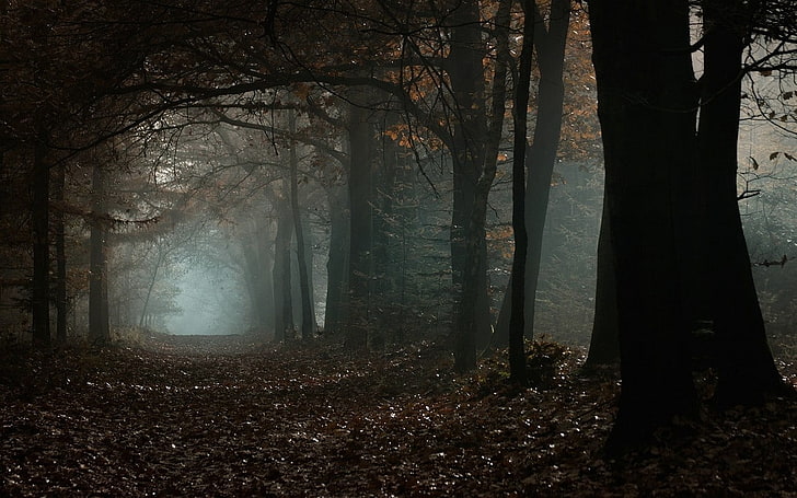 кафяволистни дървета, природа, пейзаж, мъгла, есен, гора, сутрин, дървета, дневна светлина, атмосфера, листа, пътека, HD тапет