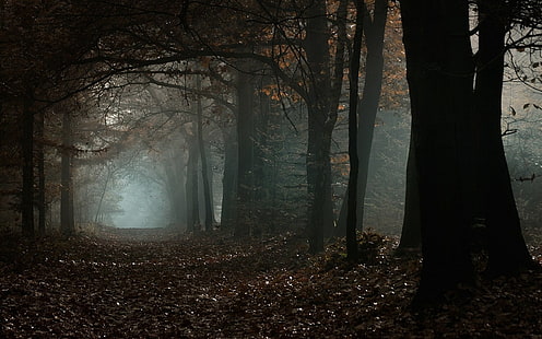 коричневые лиственные деревья, природа, пейзаж, туман, осень, лес, утро, деревья, дневной свет, атмосфера, листья, путь, HD обои HD wallpaper