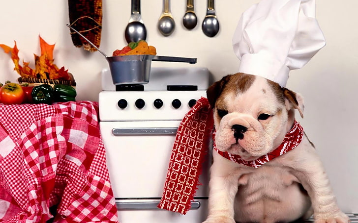 brown and white English bulldog puppy, dog, bulldog, kitchen, chef, hat, plate, food, HD wallpaper