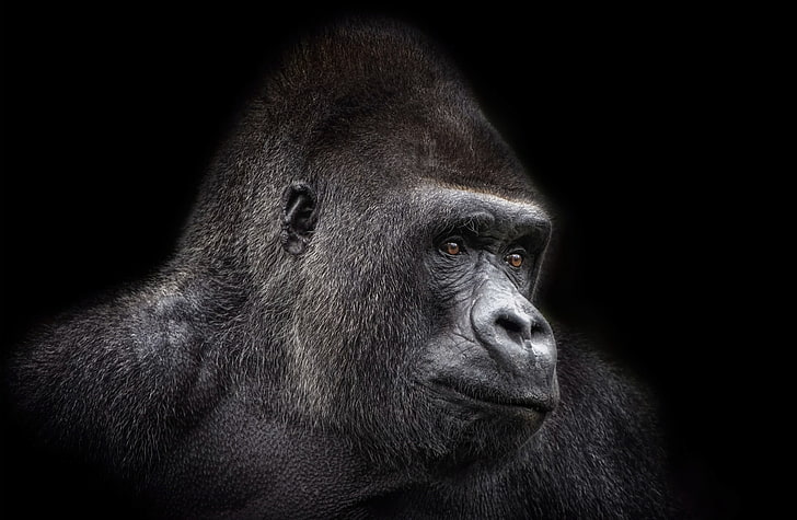 binatang, kera, gorila, Wallpaper HD