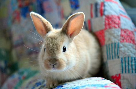 푹신한 토끼, 토끼, 솜털, 토끼, HD 배경 화면 HD wallpaper