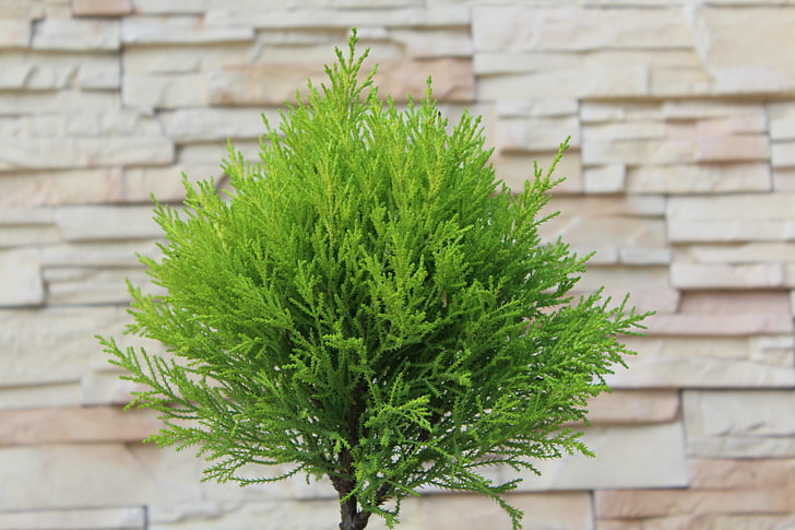 grüne Blattpflanze mit Grünpflanze, Bäume, HD-Hintergrundbild