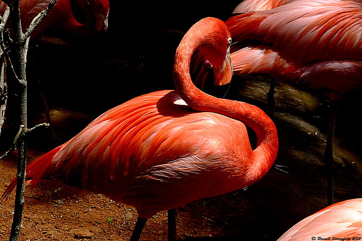 wildlife photography of group of flamingos, flamingo, flamingo, wildlife photography, group, flamingos, ft worth, Fort Worth Zoo, NIKON, bird, animal, pink Color, wildlife, nature, red, feather, beak, zoo, HD wallpaper