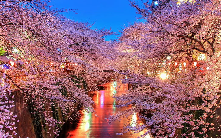 cherry blossom, landscape, cherry blossom, photography, plants, trees, flowers, lights, river, water, HD wallpaper