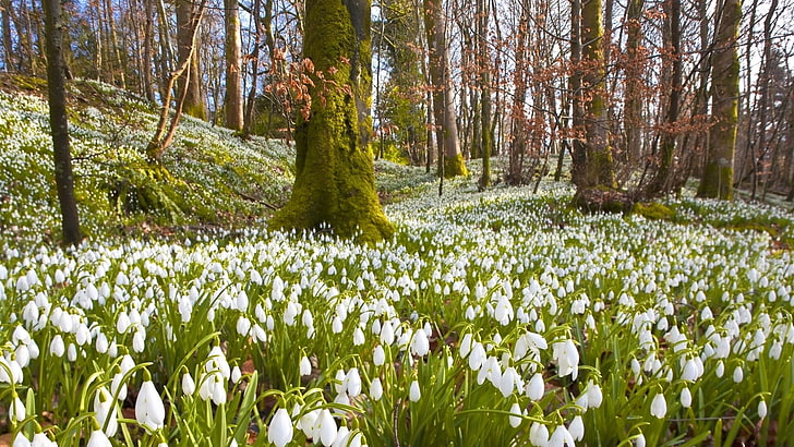 white flowers, snowdrops, primroses, trees, forests, herbs, nature, spring, vacation, HD wallpaper