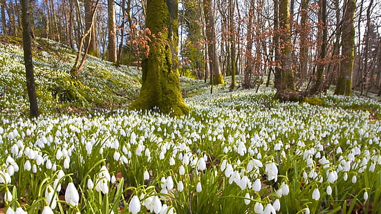 white flowers, snowdrops, primroses, trees, forests, herbs, nature, spring, vacation, HD wallpaper HD wallpaper