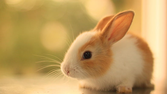 أرنب ، أرنب ، لطيف ، آذان ، شعيرات، خلفية HD HD wallpaper