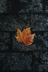 Blatt, Ahorn, gefallen, Herbst, HD-Hintergrundbild HD wallpaper