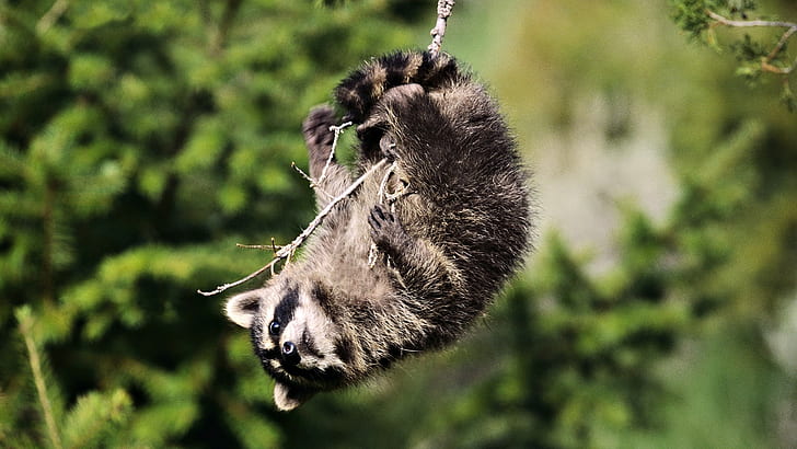 Raccoon, Branches, Playful, HD wallpaper