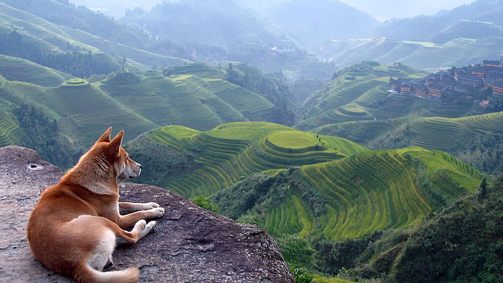 brown dog, dog, nature, landscape, terraces, Shiba Inu, animals, field, HD wallpaper
