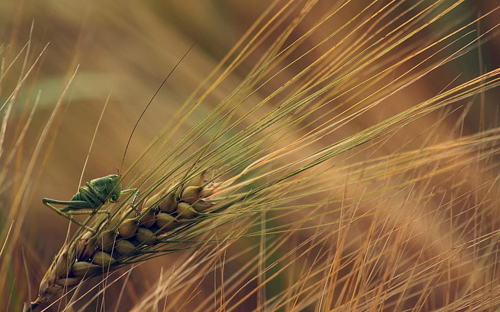 природа, пшеница, растения, насекомо, скакалец, макро, колоски, зелено, HD тапет