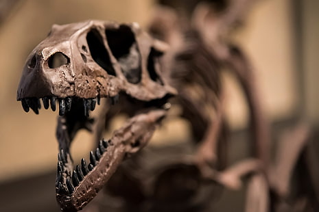 Skelett, Raubvogel, Dinosaurier, Jura, HD-Hintergrundbild HD wallpaper