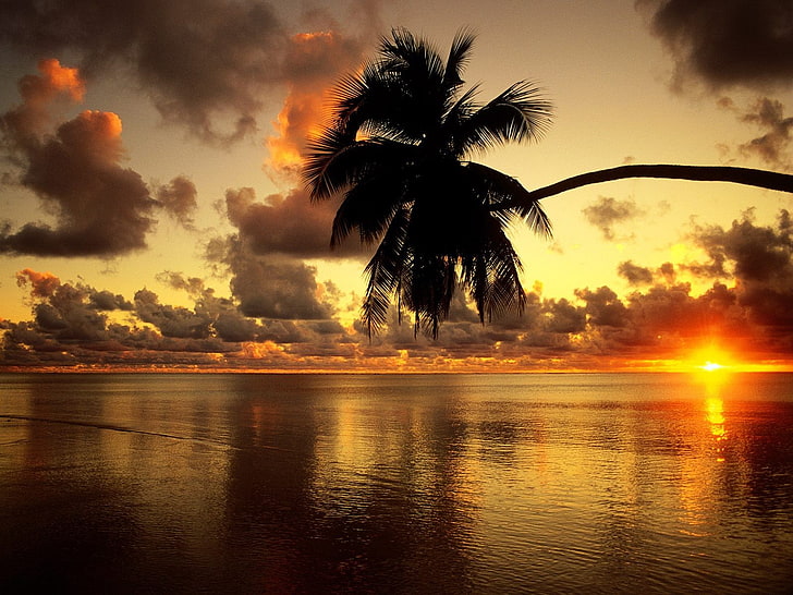coucher de soleil, nature, palmiers, soleil, ciel, mer, nuages, Fond d'écran HD