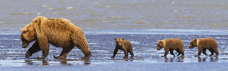 Brown bears family, mother and cubs, Lake Clark National Park, Alaska, USA, Brown, Bears, Family, Mother, Cubs, Lake, Clark, National, Park, Alaska, USA, HD wallpaper