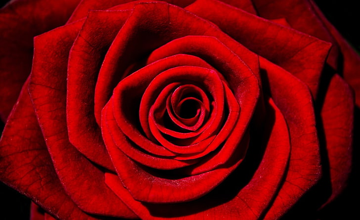 Pojedyncza czerwona róża, święta, walentynki, natura, kwiat, miłość, kwiaty, róża, tło, rośliny, makro, dekoracja, sezon, piękno, ślub, naturalny, prezent, ozdoba, walentynki, ogłoszenia, Tapety HD