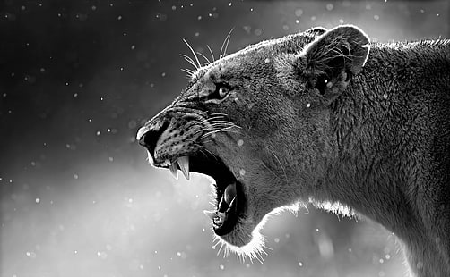Lioness, gray tigress, Black and White, Wild, Lion, Roar, HD wallpaper HD wallpaper