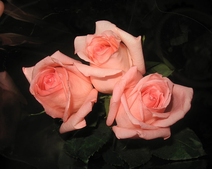 three pink roses, roses, flowers, buds, flower, packaging, HD wallpaper
