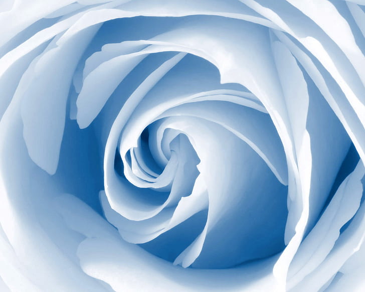 Blue Blossom, biru, mekar, Wallpaper HD