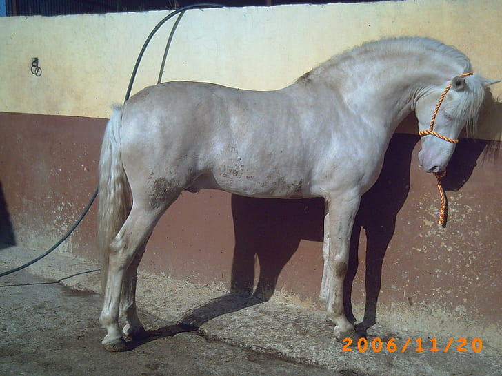 Альбиносская Лошадь-альбинос, лошади, животные, альбинос, испанская лошадь, андалузская лошадь, HD обои